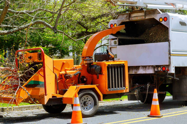 How Our Tree Care Process Works  in Norwood, NC